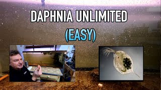 How I Raise Daphnia Water Fleas And You Can Too [upl. by Teak]