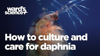 Caring and Culturing for Daphnia [upl. by Aicilic]