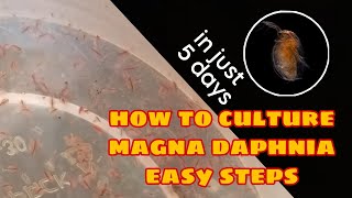 How to Culture Magna Daphnia Easily [upl. by Nick]