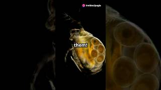 How to culture Daphnia for your Aquarium [upl. by Holbrooke]