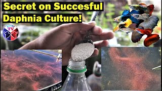 How to Culture Daphnia Successfully [upl. by Yecart]