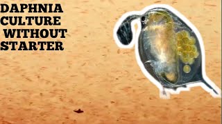 HOW TO CULTURE DAPHNIA NATURALLY WITHOUT A STARTER [upl. by Eruot]