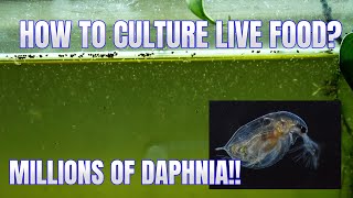 How to Culture Daphnia Secret Method to Breed MILLIONS  Simply Aquatic [upl. by Forsta]