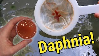 How I Culture Daphnia In Outdoor Tubs [upl. by Nitsuj989]