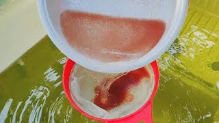 How to culture daphnia  Daphnia culture  How to grow daphnia outdoor [upl. by Oinimreh]