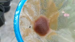 How to culture daphnia moina in a small container Part 1 English Subtitle [upl. by Barraza]