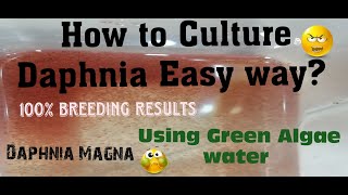 Daphnia MagnaHow to Culture Daphnia Easy wayCulturing Daphnia using Green water Daphnia [upl. by Bouton570]