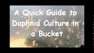 How to culture daphnia outside [upl. by Asyram]