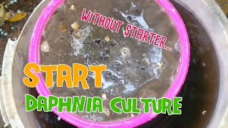 How to culture daphnia moina the easy way 1  Starting the Daphnia culture [upl. by Aifos578]