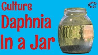 How to Culture Daphnia in a Jar [upl. by Kopans138]