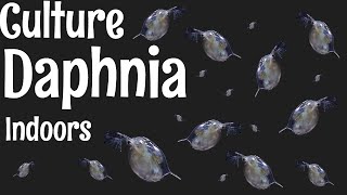 How to Culture Daphnia [upl. by Atilrak755]