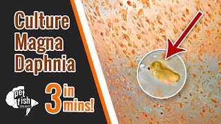 How to culture DAPHNIA MAGNA  The easy way [upl. by Aseram]