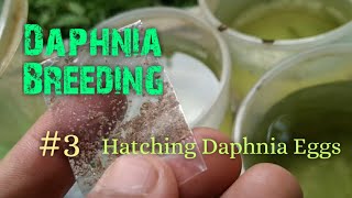 Daphnia Culture made simple and easy 3  Hatching Daphnia eggs [upl. by Ainehta762]