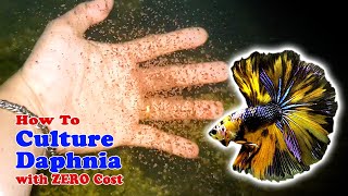 How to Culture Daphnia with ZERO Cost  Unlimited Live Food For Our Fish [upl. by Binetta]