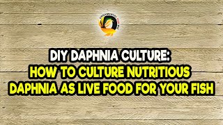 DIY Daphnia Culture How to Culture Nutritious Daphnia as Live Food for Your Fish [upl. by Heins793]