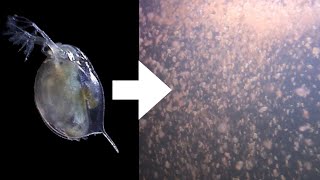 How I Culture Daphnia [upl. by Azirb911]