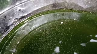 DAPHNIA MOINA CULTURE IN A SMALL BUCKET [upl. by Nnylyma415]