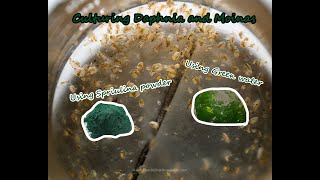 How To Culture Daphnia and Moinas using Green Water Spirulina powder [upl. by Etiuqal]