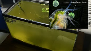 Raising Daphnia for the Freshwater Aquarium [upl. by Ybba]