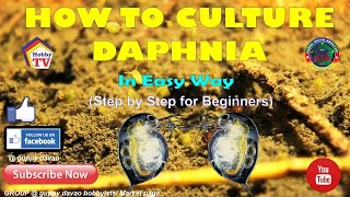 HOW TO CULTURE DAPHNIA In Easy Way [upl. by Eerized]